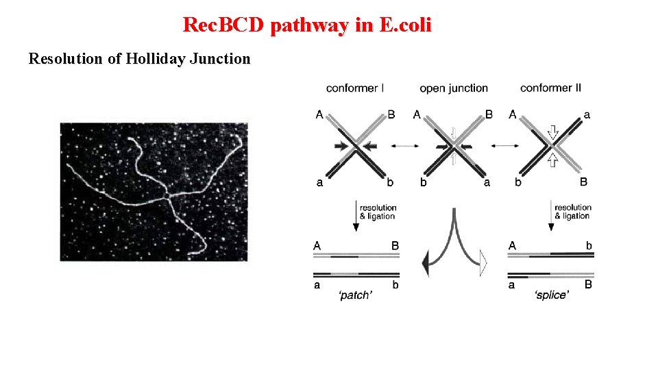 Rec. BCD pathway in E. coli Resolution of Holliday Junction 