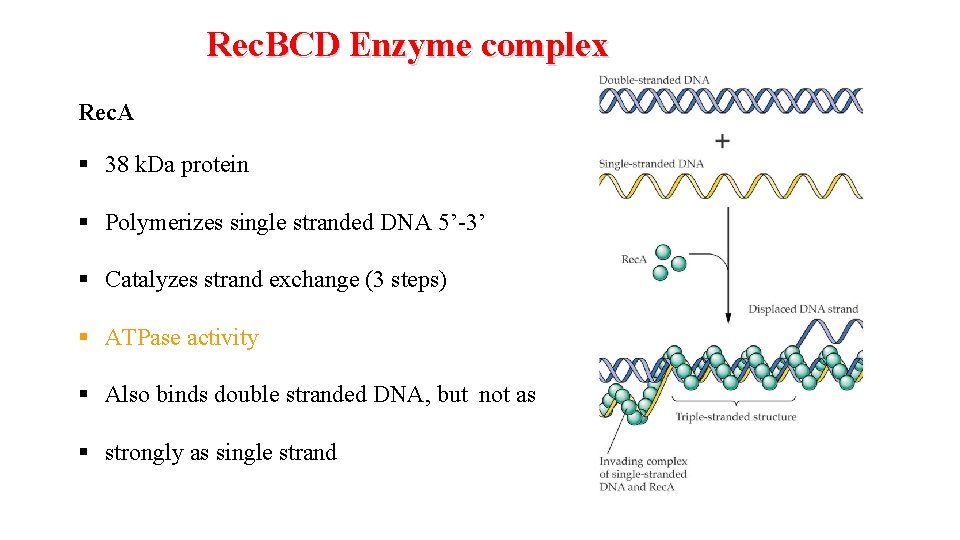 Rec. BCD Enzyme complex Rec. A § 38 k. Da protein § Polymerizes single