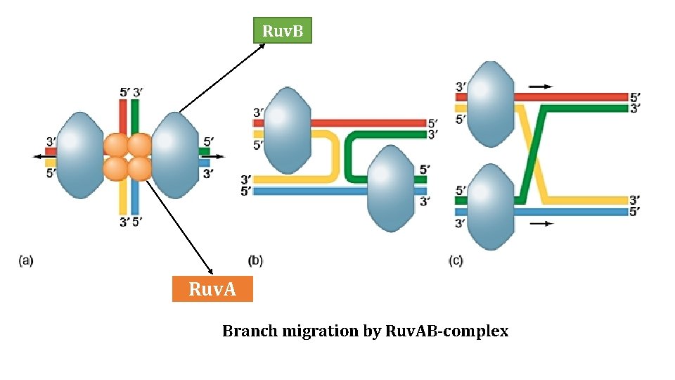 Ruv. B Ruv. A Branch migration by Ruv. AB-complex 