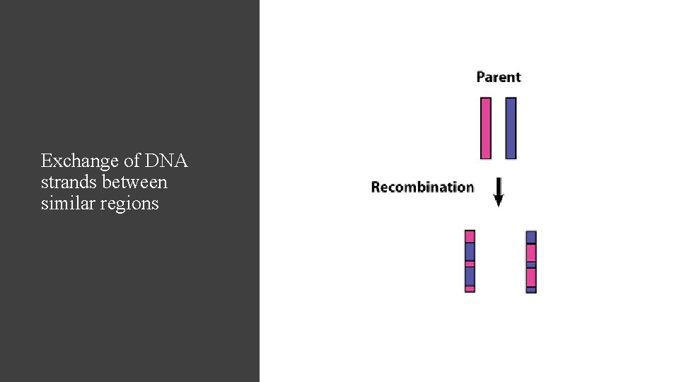 Exchange of DNA strands between similar regions 