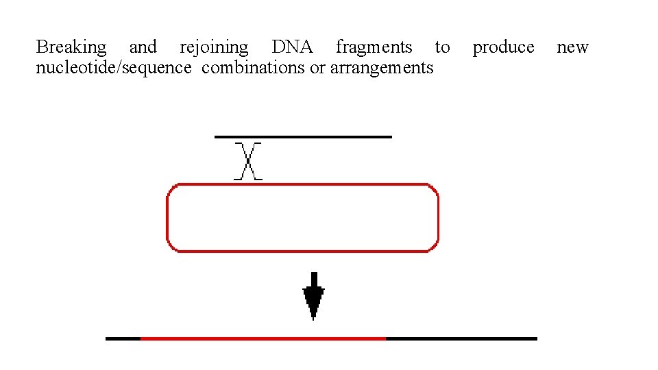 Breaking and rejoining DNA fragments to produce new nucleotide/sequence combinations or arrangements 