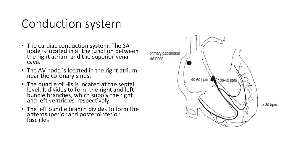Conduction system • The cardiac conduction system. The SA node is located in at