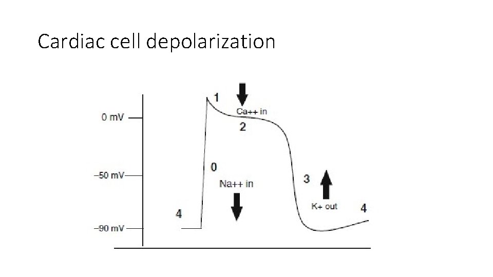 Cardiac cell depolarization 