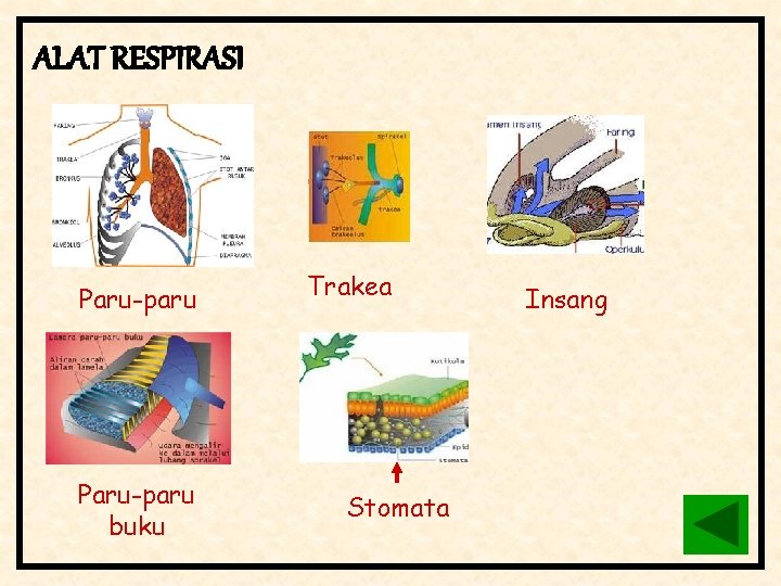 ALAT RESPIRASI Paru-paru buku Trakea Stomata Insang 