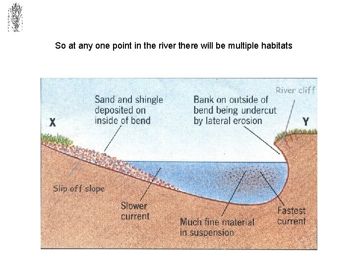 So at any one point in the river there will be multiple habitats 