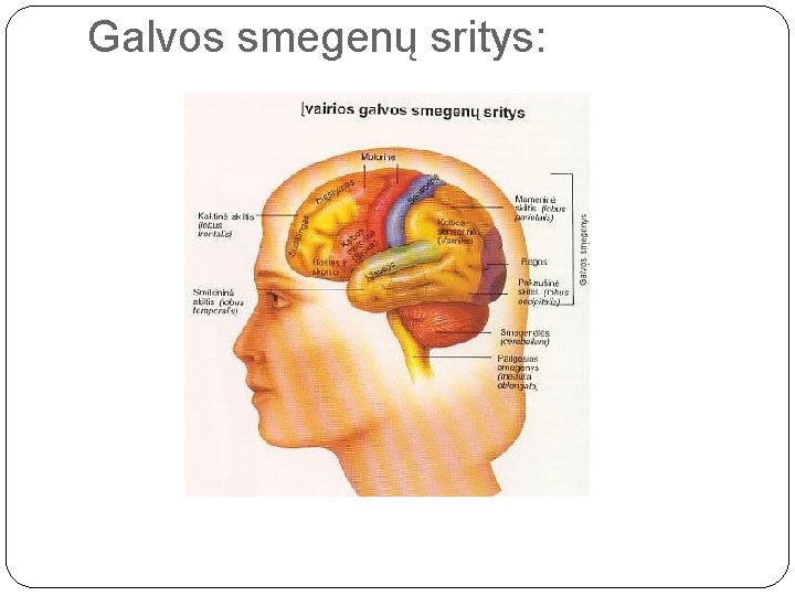 Galvos smegenų sritys: 