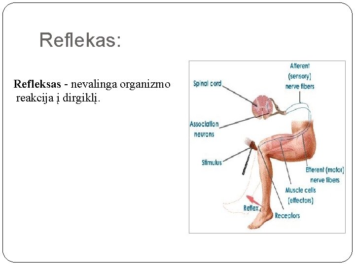 Reflekas: Refleksas - nevalinga organizmo reakcija į dirgiklį. 