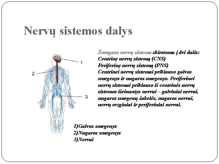 Nervų sistemos dalys Žmogaus nervų sistema skirstoma į dvi dalis: Centrinę nervų sistemą (CNS)