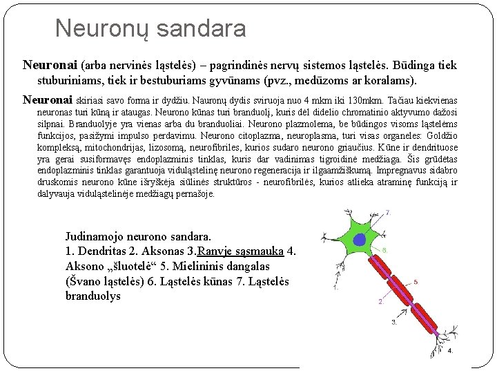 Neuronų sandara Neuronai (arba nervinės ląstelės) – pagrindinės nervų sistemos ląstelės. Būdinga tiek stuburiniams,