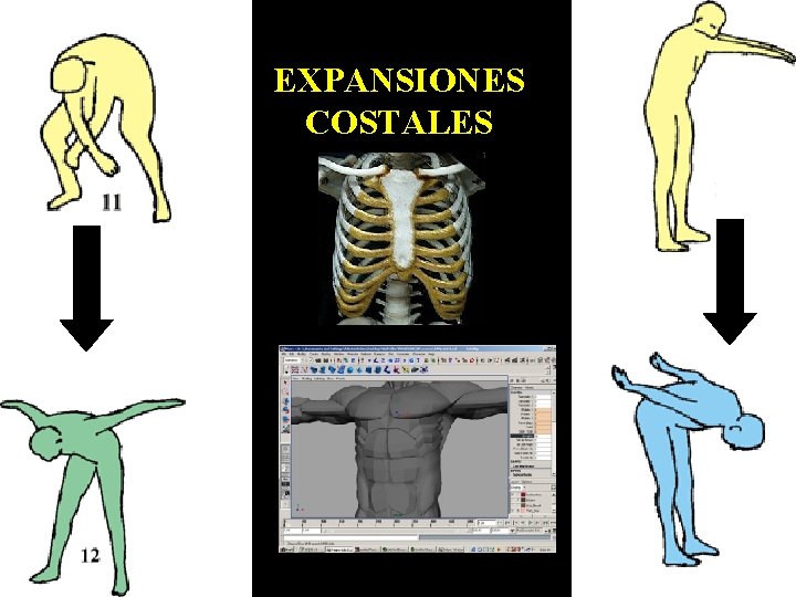 EXPANSIONES COSTALES 