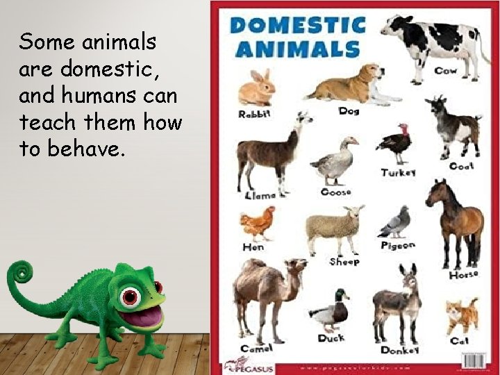 Some animals are domestic, and humans can teach them how to behave. 