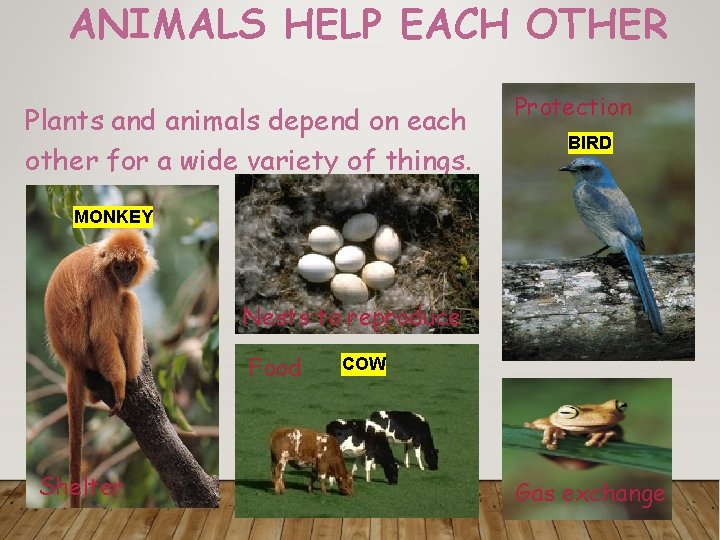 ANIMALS HELP EACH OTHER Plants and animals depend on each other for a wide