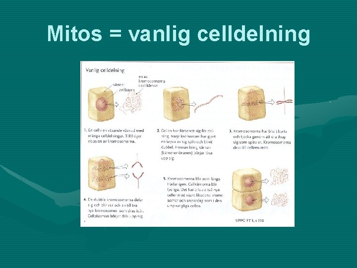 Mitos = vanlig celldelning 