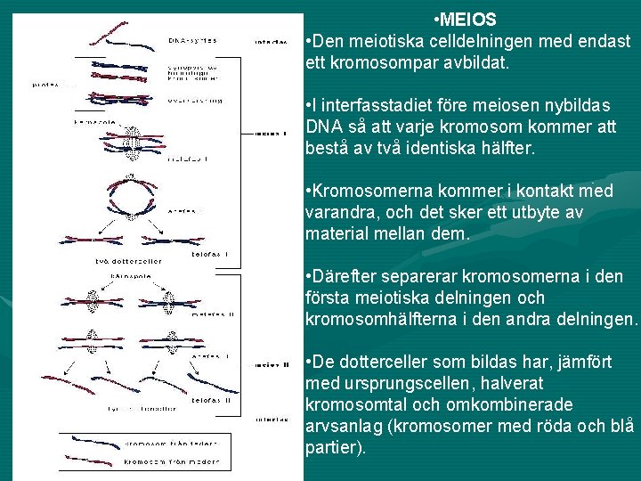  • MEIOS • Den meiotiska celldelningen med endast ett kromosompar avbildat. • I