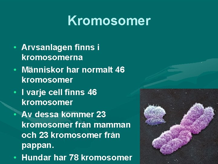 Kromosomer • Arvsanlagen finns i kromosomerna • Människor har normalt 46 kromosomer • I