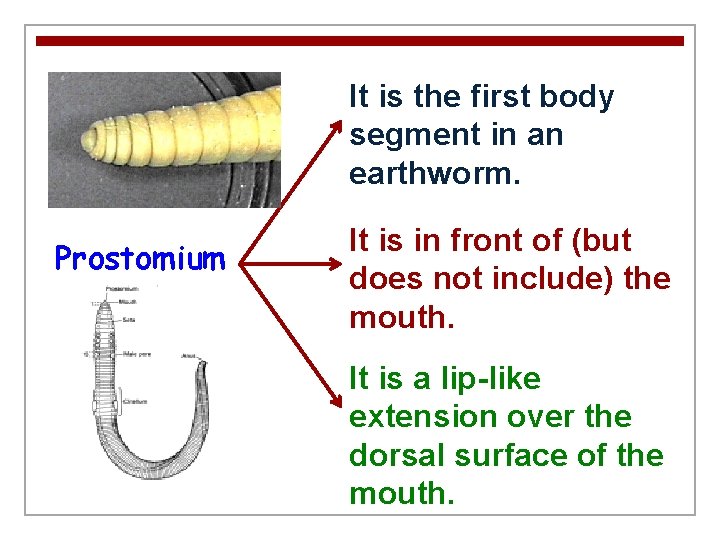 It is the first body segment in an earthworm. Prostomium It is in front