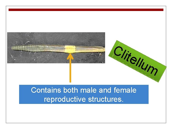 Cli te llum Contains both male and female reproductive structures. 