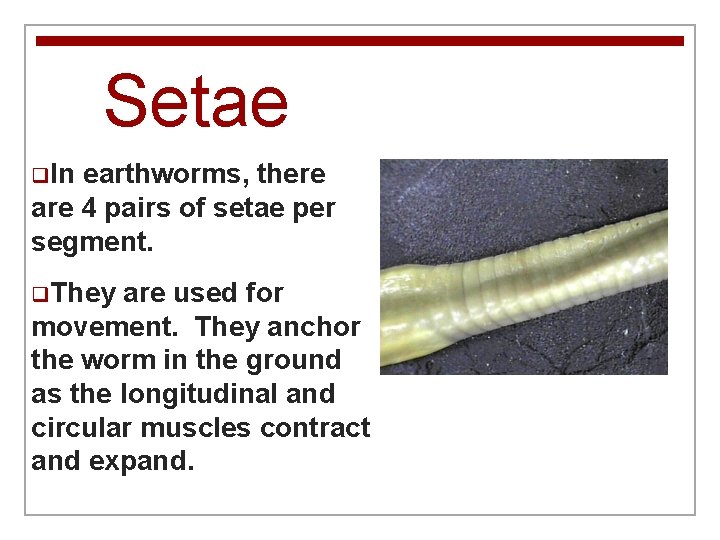 Setae q. In earthworms, there are 4 pairs of setae per segment. q. They