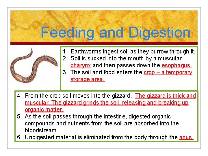 Feeding and Digestion 1. Earthworms ingest soil as they burrow through it. 2. Soil