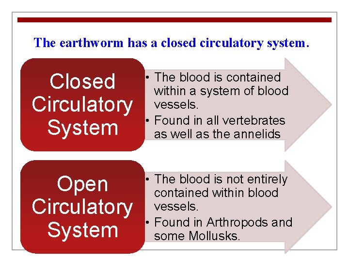 The earthworm has a closed circulatory system. Closed Circulatory System • The blood is