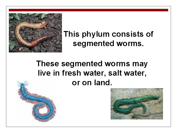 This phylum consists of segmented worms. These segmented worms may live in fresh water,