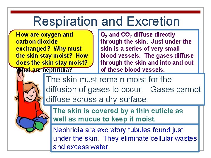 Respiration and Excretion How are oxygen and carbon dioxide exchanged? Why must the skin