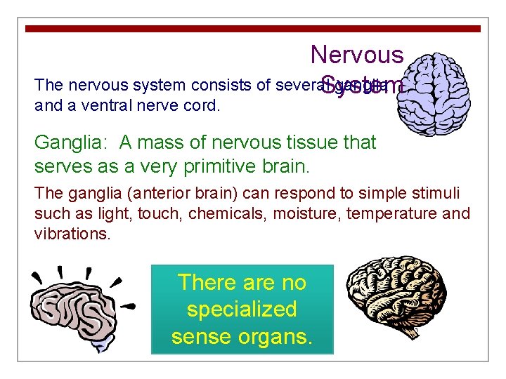 Nervous The nervous system consists of several ganglia System and a ventral nerve cord.