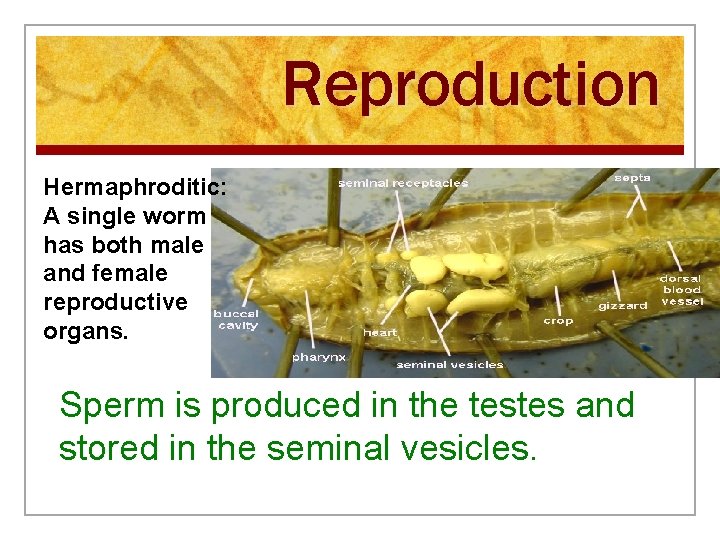 Reproduction Hermaphroditic: A single worm has both male and female reproductive organs. Sperm is