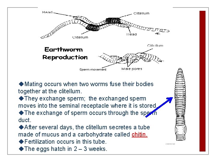 u. Mating occurs when two worms fuse their bodies together at the clitellum. u.