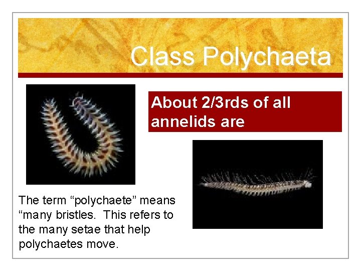 Class Polychaeta About 2/3 rds of all annelids are polychaetes. The term “polychaete” means