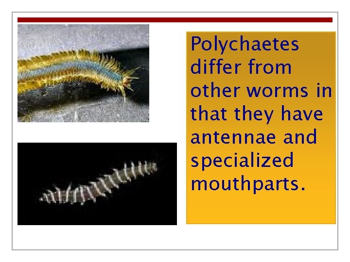 Polychaetes differ from other worms in that they have antennae and specialized mouthparts. 