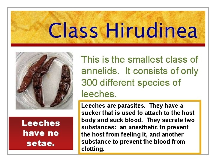Class Hirudinea This is the smallest class of annelids. It consists of only 300