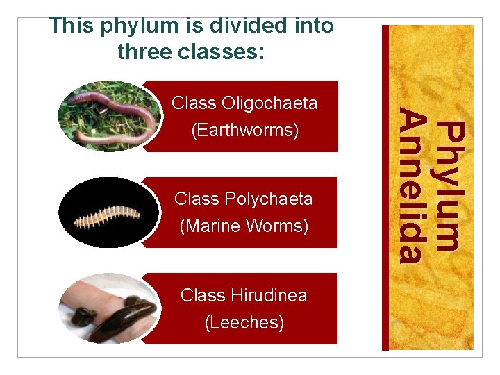 This phylum is divided into three classes: Class Polychaeta (Marine Worms) Class Hirudinea (Leeches)