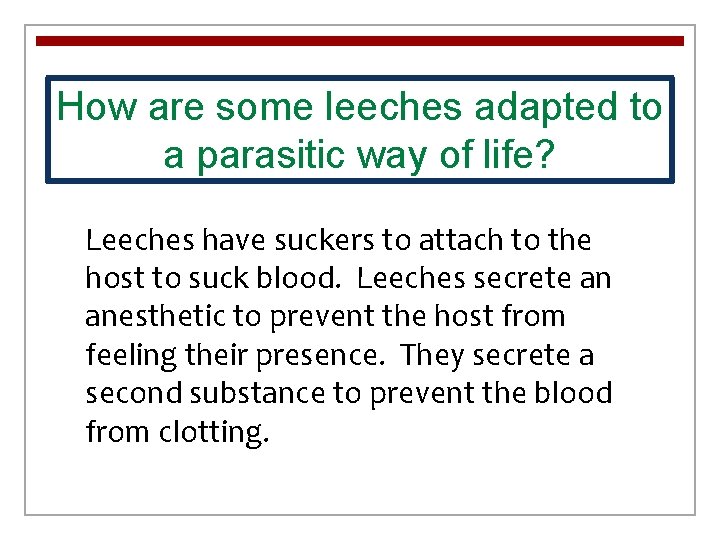 How are some leeches adapted to a parasitic way of life? Leeches have suckers