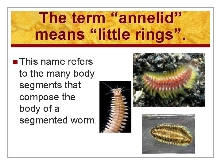 The term “annelid” means “little rings”. n This name refers to the many body
