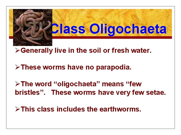 Class Oligochaeta ØGenerally live in the soil or fresh water. ØThese worms have no
