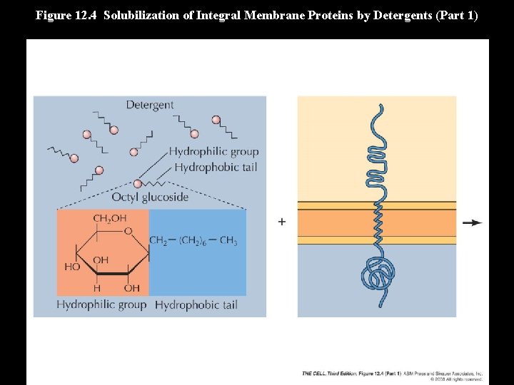 Figure 12. 4 Solubilization of Integral Membrane Proteins by Detergents (Part 1) 