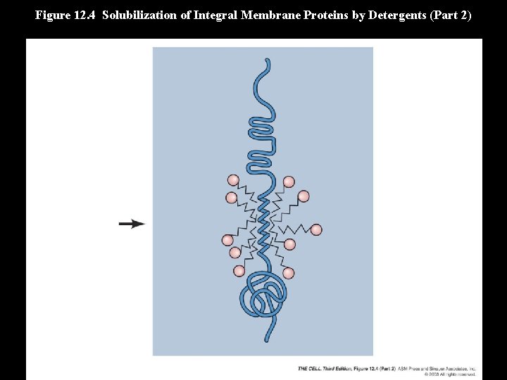 Figure 12. 4 Solubilization of Integral Membrane Proteins by Detergents (Part 2) 