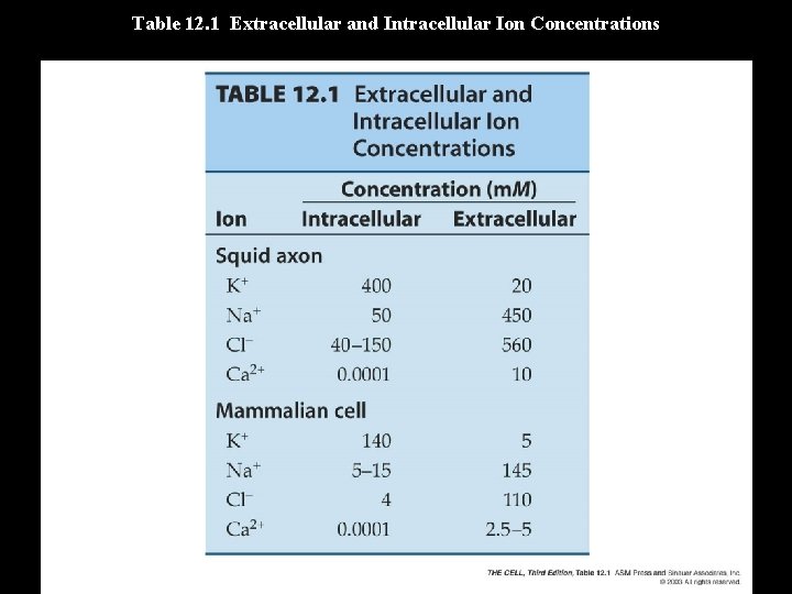 Table 12. 1 Extracellular and Intracellular Ion Concentrations 