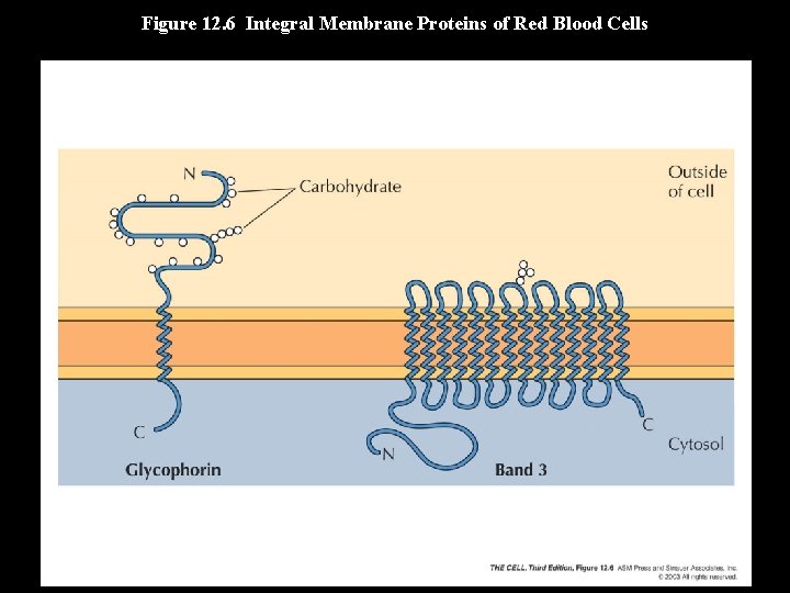 Figure 12. 6 Integral Membrane Proteins of Red Blood Cells 