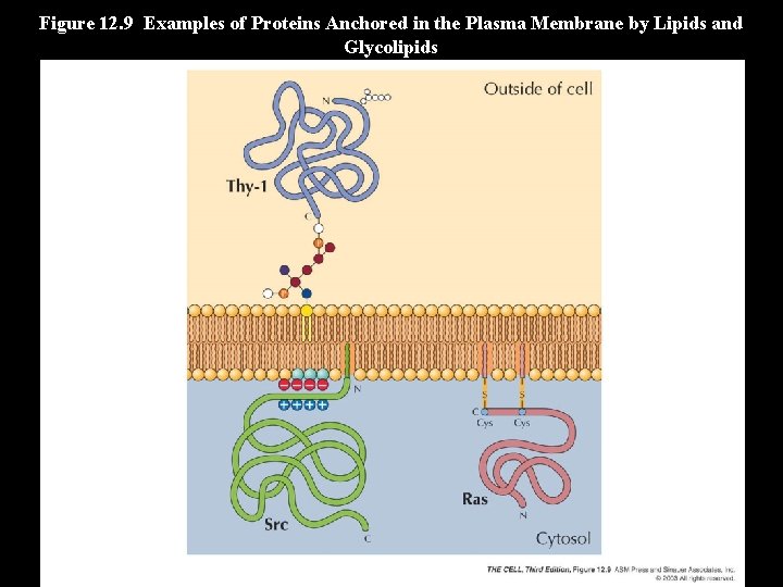Figure 12. 9 Examples of Proteins Anchored in the Plasma Membrane by Lipids and