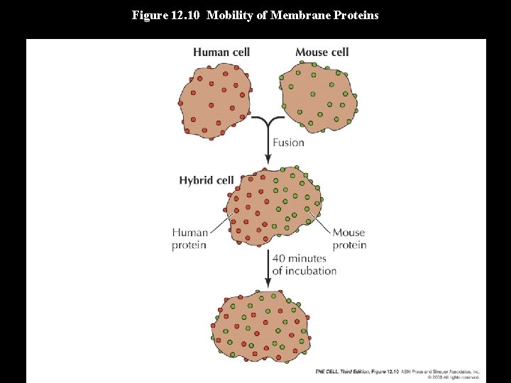 Figure 12. 10 Mobility of Membrane Proteins 