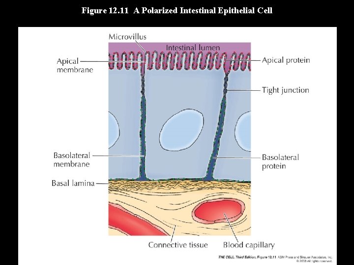 Figure 12. 11 A Polarized Intestinal Epithelial Cell 