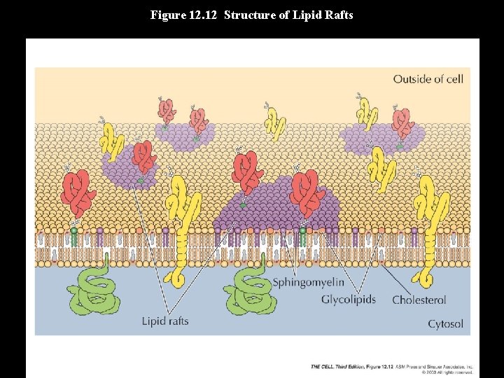 Figure 12. 12 Structure of Lipid Rafts 
