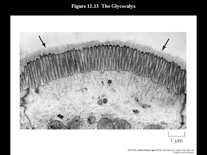 Figure 12. 13 The Glycocalyx 