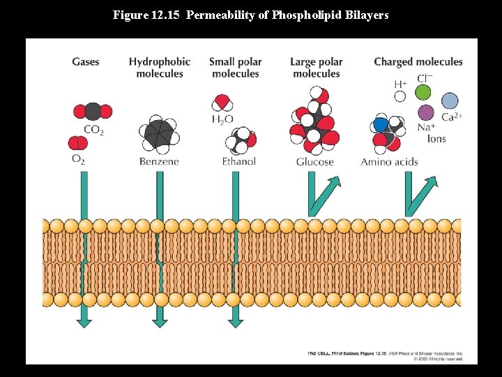 Figure 12. 15 Permeability of Phospholipid Bilayers 