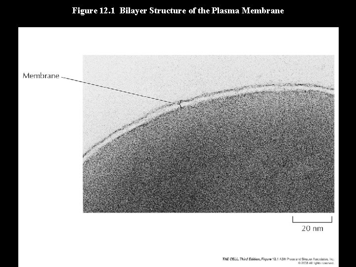 Figure 12. 1 Bilayer Structure of the Plasma Membrane 