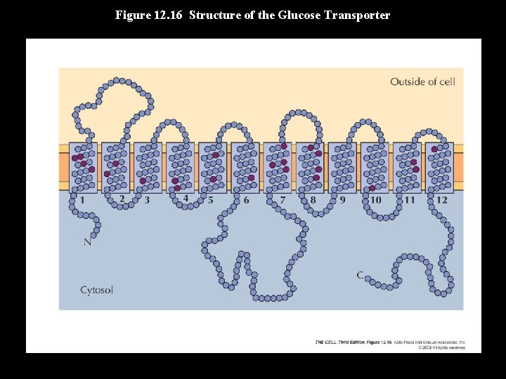Figure 12. 16 Structure of the Glucose Transporter 
