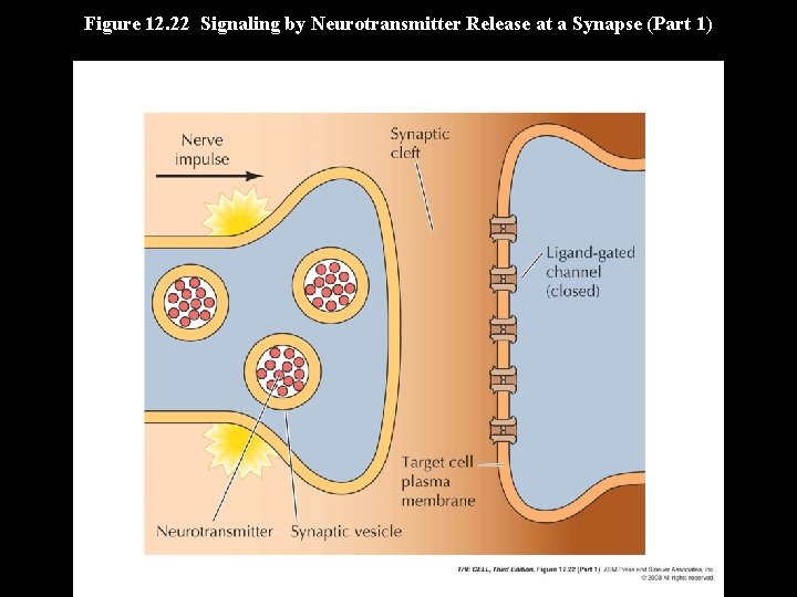 Figure 12. 22 Signaling by Neurotransmitter Release at a Synapse (Part 1) 
