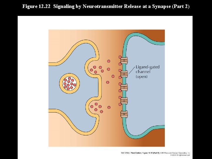 Figure 12. 22 Signaling by Neurotransmitter Release at a Synapse (Part 2) 